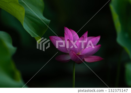 Lotus flower Lotus flower 132375147