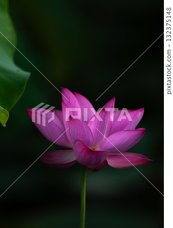 Lotus flower Lotus flower 132375148