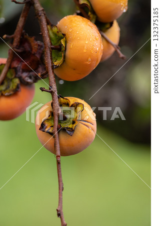 美味成熟的柿子 132375185