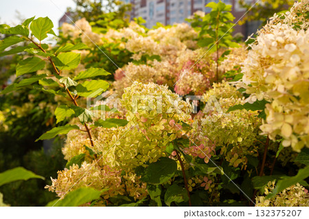 Hydrangea paniculata Little Lime or Graffiti. panicle green hydrangea bushes in autumn. urban space design. Hydrangea paniculata Limelight Prime Hydrangea paniculata Little Lime or Graffiti. panicle green hydrangea bushes in autumn. urban space design. Hydrangea paniculata Limelight Prime 132375207