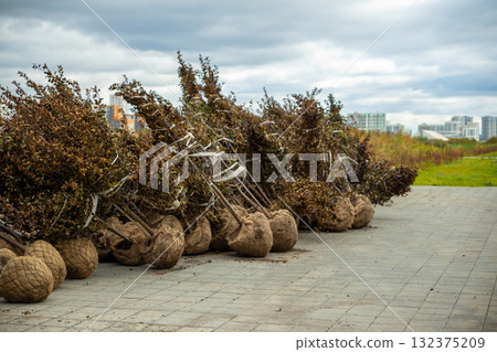 Trees prepared for planting with a lump of earth in burlap stacked on the street Trees prepared for planting with a lump of earth in burlap stacked on the street 132375209
