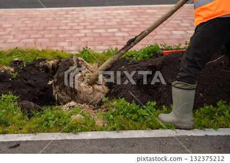 A young tree is carefully placed in a hole, surrounded by rich soil. The burlap covering protects the roots as it is settled into the garden area by a path. improving the urban environment A young tree is carefully placed in a hole, surrounded by rich soil. The burlap covering protects the roots as it is settled into the garden area by a path. improving the urban environment 132375212