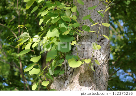 Stem of wig 132375256