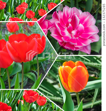 Vibrant Spring Tulip Collage: A Colorful Floral Photo Grid 132375285
