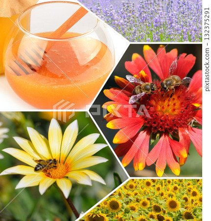 Honey, Bees, and Colorful Flower Field Collage 132375291