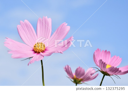 Cosmos flowers shining against the blue autumn sky and white clouds 132375295