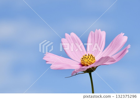 Cosmos flowers shining against the blue autumn sky and white clouds 132375296