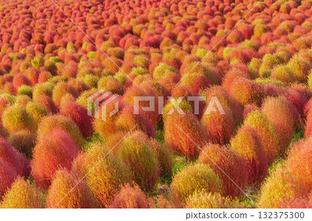 Kokia and Cosmos of the state-run Hitachihama Beach Park 132375300