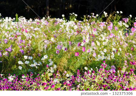Kokia and Cosmos of the state-run Hitachihama Beach Park Kokia and Cosmos of the state-run Hitachihama Beach Park 132375306