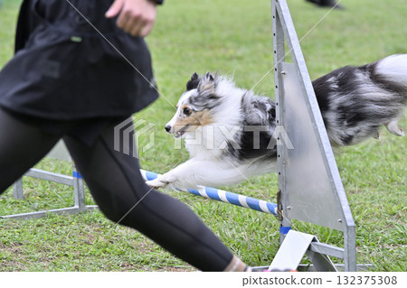 A woman playing with her dog, a Sheltie, at a dog run 132375308