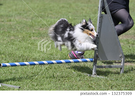 一名女子在遛狗場與她的喜樂蒂牧羊犬玩耍 一名女子在遛狗場與她的喜樂蒂牧羊犬玩耍 132375309