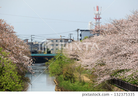 A row of cherry blossom trees along the Yana River (Kisarazu City) A row of cherry blossom trees along the Yana River (Kisarazu City) 132375335