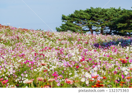 國營的Hitachihama海灘公園的Kokia和Cosmos 132375363