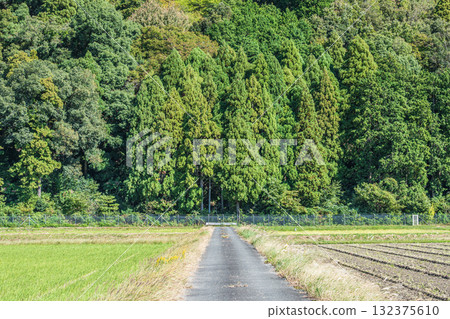 滋賀縣高島市牧野町收穫後的寧靜鄉村景色 132375610