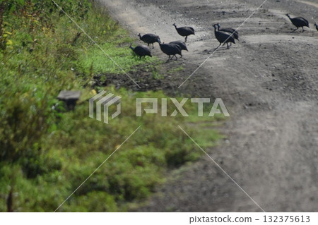 Guinea fowl, a wild bird spotted on a safari in Lake Nakuru National Park, Kenya 132375613