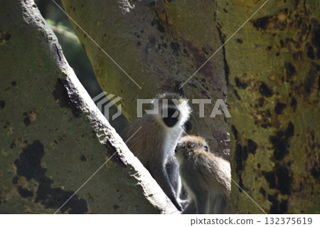Wild animals seen on safari in Kenya's Lake Nakuru National Park: monkeys 132375619