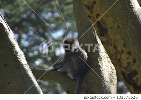 Wild animals seen on safari in Kenya's Lake Nakuru National Park: monkeys 132375620