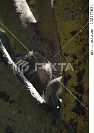 Wild animals seen on safari in Kenya's Lake Nakuru National Park: monkeys 132375623