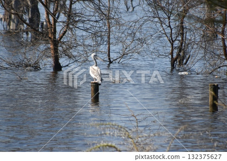 Wild birds seen on safari in Kenya's Lake Nakuru National Park 132375627