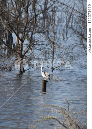 Wild birds seen on safari in Kenya's Lake Nakuru National Park 132375629