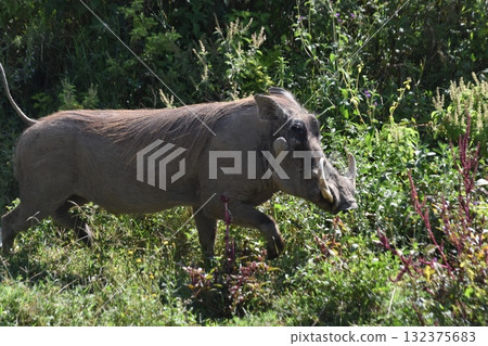 Wildlife seen in Kenya's safari "Lake Nakuru National Park" - Kasongo warthog 132375683