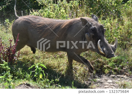Wildlife seen in Kenya's safari "Lake Nakuru National Park" - Kasongo warthog 132375684