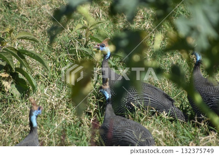Guinea fowl, a wild bird seen in Kenya's safari, Lake Nakuru National Park 132375749