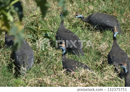 Guinea fowl, a wild bird seen in Kenya's safari, Lake Nakuru National Park 132375751
