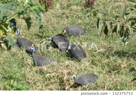 Guinea fowl, a wild bird seen in Kenya's safari, Lake Nakuru National Park 132375753
