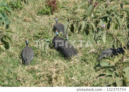 Guinea fowl, a wild bird seen in Kenya's safari, Lake Nakuru National Park 132375754