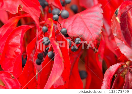 A view of climbing ivy and Virginia creeper. The concept of autumn colors and climbing plants. Parthenocissus quinquefolia, commonly known as Virginia creeper, woodbine, five-leaved ivy, or five A view of climbing ivy and Virginia creeper. The concept of autumn colors and climbing plants. Parthenocissus quinquefolia, commonly known as Virginia creeper, woodbine, five-leaved ivy, or five 132375799