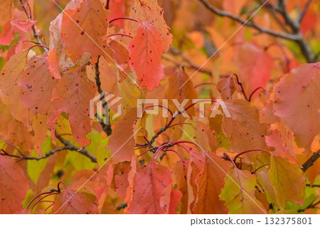 View of autumn-colored leaves on a tree. Autumn colors on trees. Autumn colors on foliage. Macro image, close-up. Full-color background and wallpaper. Concept of autumn colors and the coming winter. 132375801