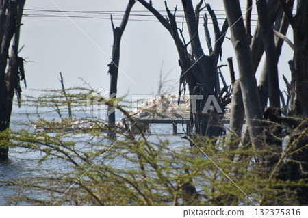 Wild birds perched at the old gate of Lake Nakuru National Park, Kenya's safari 132375816
