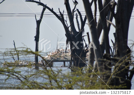 Wild birds perched at the old gate of Lake Nakuru National Park, Kenya's safari 132375817