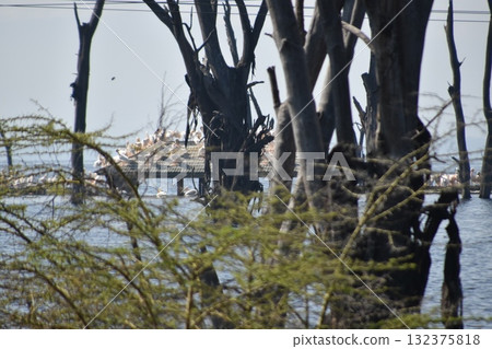 Wild birds perched at the old gate of Lake Nakuru National Park, Kenya's safari 132375818