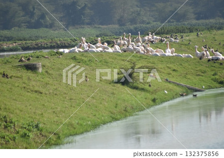 Kenya Safari "Lake Nakuru National Park" Wild birds seen on the shores of Lake Nakuru 132375856