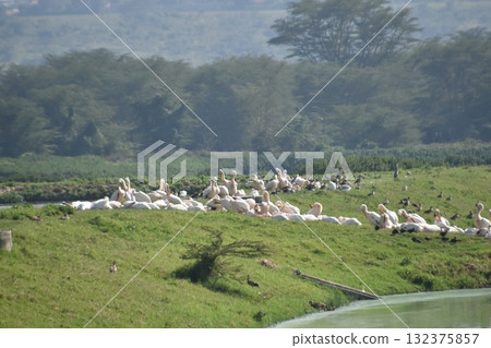 Kenya Safari "Lake Nakuru National Park" Wild birds seen on the shores of Lake Nakuru 132375857
