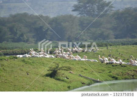Kenya Safari "Lake Nakuru National Park" Wild birds seen on the shores of Lake Nakuru 132375858