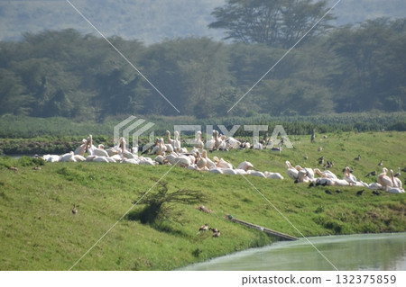 Kenya Safari "Lake Nakuru National Park" Wild birds seen on the shores of Lake Nakuru 132375859