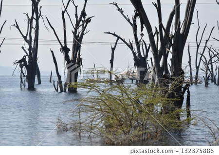 View of Lake Nakuru seen on safari in Lake Nakuru National Park, Kenya 132375886