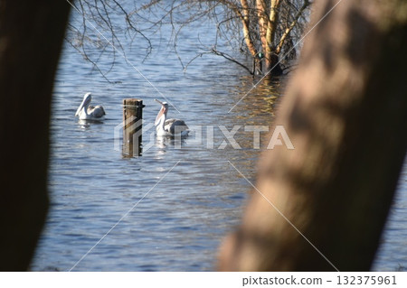 Wild birds seen in Kenya's safari, Lake Nakuru National Park 132375961