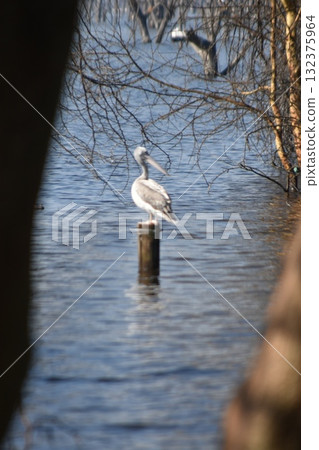 Wild birds seen in Kenya's safari, Lake Nakuru National Park 132375964