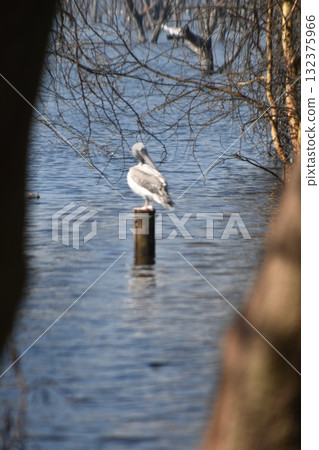 Wild birds seen in Kenya's safari, Lake Nakuru National Park 132375966