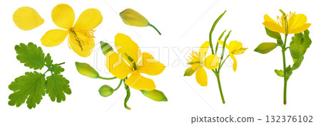 Celandine flower isolated on white background. Top view. Flat lay Celandine flower isolated on white background. Top view. Flat lay 132376102