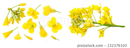 Rapeseed flowers isolated on white background, Top view. Flat lay Rapeseed flowers isolated on white background, Top view. Flat lay 132376103