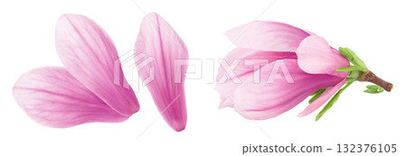Pink magnolia flower petal isolated on white background with full depth of field. Top view. Flat lay Pink magnolia flower petal isolated on white background with full depth of field. Top view. Flat lay 132376105
