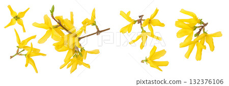 Forsythia yellow flowers blooming isolated on white background. Top view. Flat lay 132376106