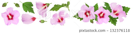 Pink hibiscus flower isolated on white background. Top view with copy space for your text. Flat lay. Pink hibiscus flower isolated on white background. Top view with copy space for your text. Flat lay. 132376118