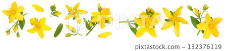 saint john's wort or Hypericum flowers isolated on white background. Top view with copy space for your text. Flat lay saint john's wort or Hypericum flowers isolated on white background. Top view with copy space for your text. Flat lay 132376119