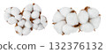 Cotton plant flower isolated on white background with full depth of field 132376132